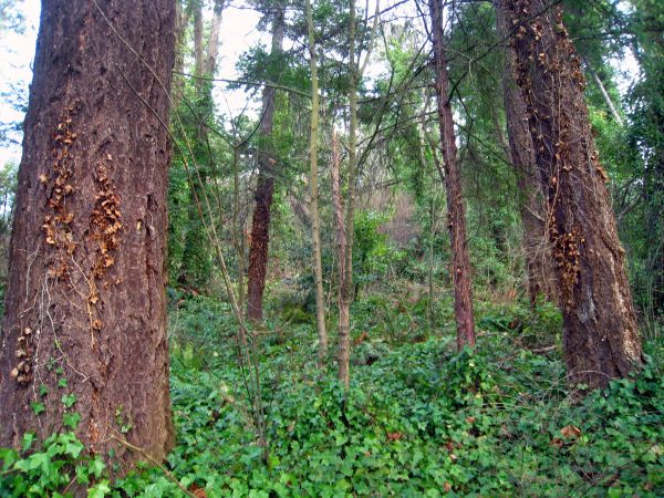 Isolated Forrest